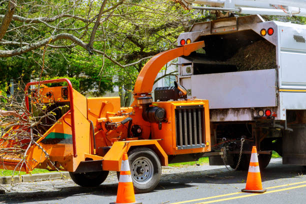 How Our Tree Care Process Works  in  Sachse, TX